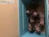 South African Boerboel puppies