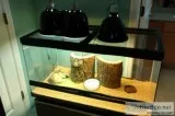 3 Blue Spiny Lizards With Complete Set-Up (1)