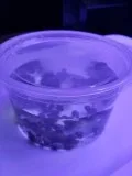 Puffer fishfood snails