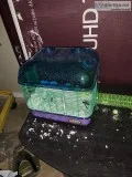 Two male gerbils w2cages 2 exercise balls and food
