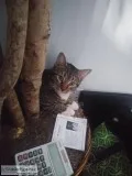 New a Loving Home
