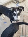 HuskyGerman