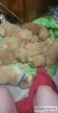 Golden retriever fur babies