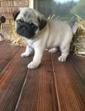 Spotlight BoysGirls Pugs Puppies Registered already