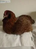 Pet Chickens