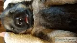 German shepherd puppies