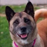 Akita adoption wanted