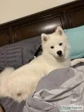 Huskimo- year and a half old