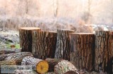 Richmond Hill Tree Removal Services 