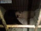 Siamese kitten