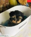 Amazing little Yorkie boys