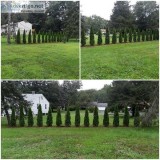 Arborvitae trees for instant privacy hedges