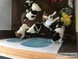 Jack Russell puppies looking for lifetime loving homes