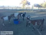 Dairy doelings does and lambs