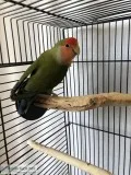 Lovebirds