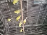 Russian Canaries (3 Months Old)