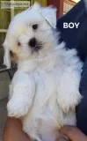 Shih Tzu Puppies