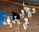 Cavalier King Charles Spaniel Puppies Ready