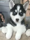 Countryside Siberian Huskies