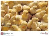 Silver Hydrogen Peroxide based Poultry Disinfectant