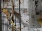 Female Red Rump Parakeet