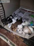 Puppies for sale