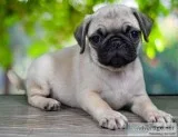 Gorgeous Pug puppies