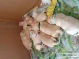 Labrador pup