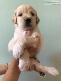 Goldendoodle