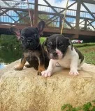 Chocolate And Tan French Bulldog Puppies