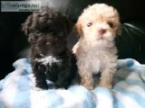 2 TOY POODLE PUPS