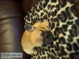 French Bulldogs 4sale