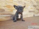 Blue French bulldog female puppies for sale