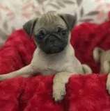 AKC full bred Pug puppies
