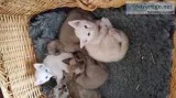 Tonkinese kittens