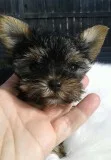 pure breed Yorkshire terrieryorkies puppies