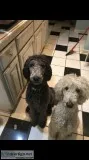 Standard poodles