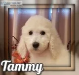 Tammy Female Standard Poodle