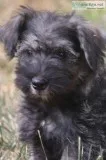 Miniature Schnauzer Puppies