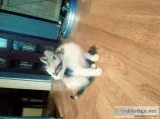 Kittens