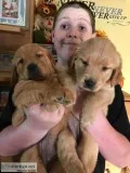 GOLDEN RETRIEVER PUPPIES FOR SALE