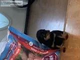 Stunning German Rottweiler puppies