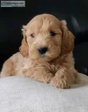 Golden Doodles