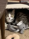 Free Cat w Supplies to a Good Home