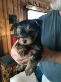 2 male Tcup Yorkies for sale