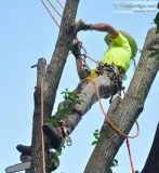 Trusted Tree Service in Manhattan