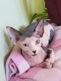Sphynx kittens