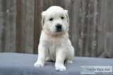 Golden Retriever Puppies