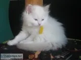 Ragdoll kitten