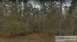 10 Lots for Sale in Interlachen FL
